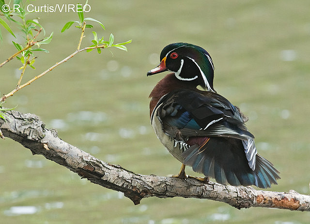 Wood Duck